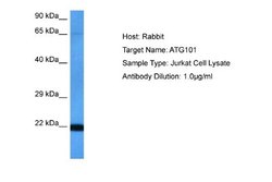 ATG101 Rabbit anti-Human, Polyclonal, Novus Biologicals 0.1 mL | Buy Online | Novus Biologicals | Fisher Scientific